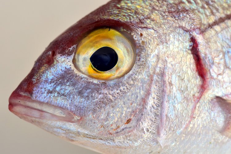 how to treat eye exophthalmos in fish