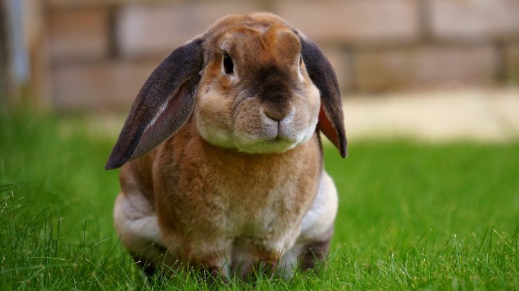 middle ear infection in a rabbit